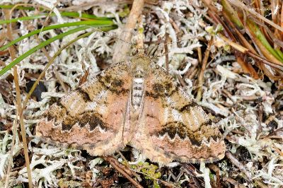 淡紋霜尺蛾 Alcis postlurida 雌蟲