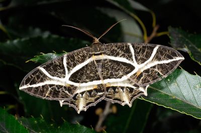 樹形尺蛾 Mesastrape fulguraria fulguraria 雄蟲