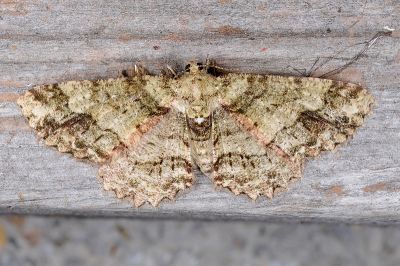 小橄欖花尺蛾 Paradarisa comparataria rantaizanensis 雌蟲