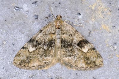 淡紋霜尺蛾 Alcis postlurida 雌蟲