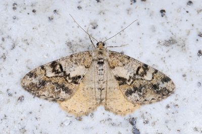 淡紋霜尺蛾 Alcis postlurida
