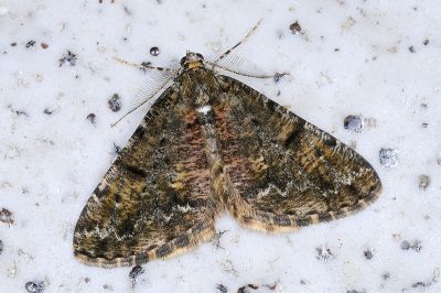 煙霜尺蛾 Alcis rubicunda