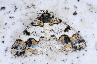 雙峰霜尺蛾 Alcis hyberniata