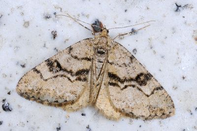 淡紋霜尺蛾 Alcis postlurida 雌蟲