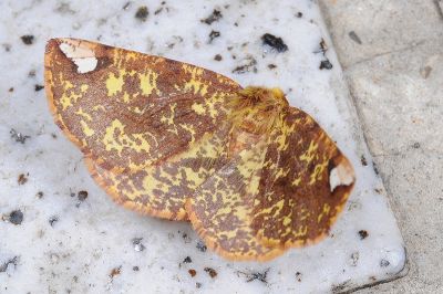 綠絨普尺蛾 Pseudomiza flavitincta 雌蟲