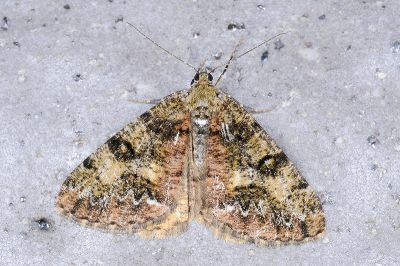 煙霜尺蛾 Alcis rubicunda 雌蟲