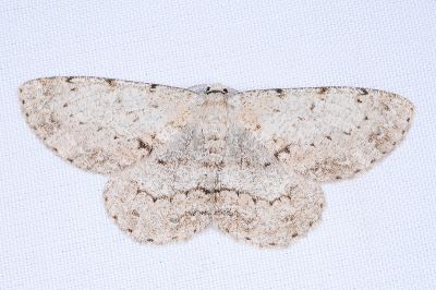 褐尺蛾 Hypomecis nudicosta 雄蟲