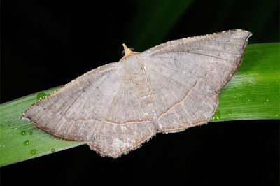 冬青灰尺蛾 Plesiomorpha flaviceps 雄蟲