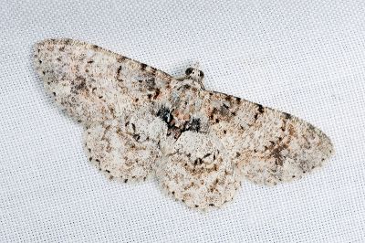奮起湖繁尺蛾 Myrioblephara fenchihuana 雌蟲
