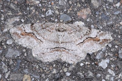 大雄帥尺蛾 Rikiosatoa fucataria 雌蟲