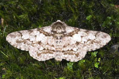 霜點突峰尺蛾 Biston marginata 雄蟲