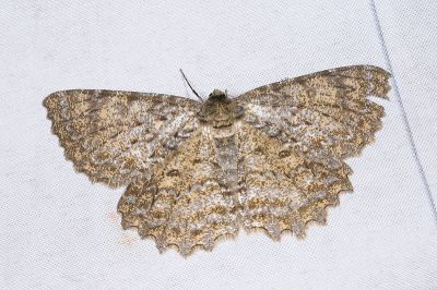 福山大褐尺蛾 Amblychia fushana 雌蟲