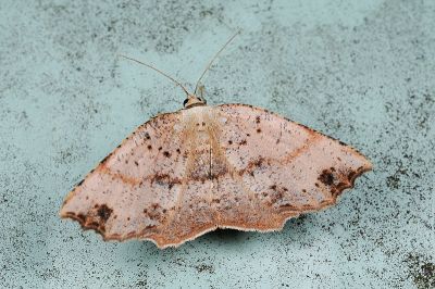 點紋小尺蛾 Ocoelophora lentiginosaria festa 雌蟲
