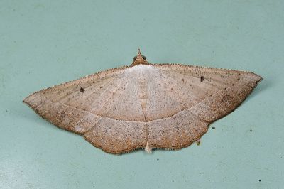 南小尖尺蛾 Nadagara subnubila 雄蟲