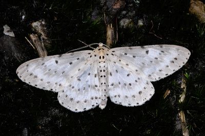 煙胡麻斑星尺蛾 Percnia suffusa 雌蟲