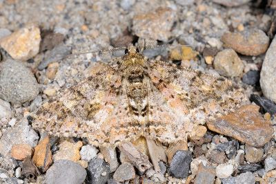 暗黃斑霜尺蛾 Alcis taiwanovariegata