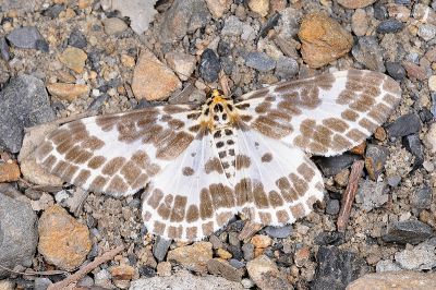 雙排緣尺蛾 Pogonopygia nigralbata 雌蟲