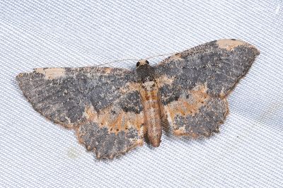 雙斑鋸線尺蛾 Abaciscus costimacula 雌蟲