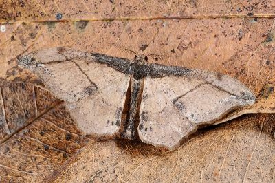 黃鉤尺蛾 Hyposidra infixaria 雄蟲