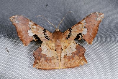 三斑璃尺蛾 Krananda lucidaria 雄蟲