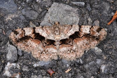 腹毛墨紋尺蛾 Satoblephara owadai 雌蟲