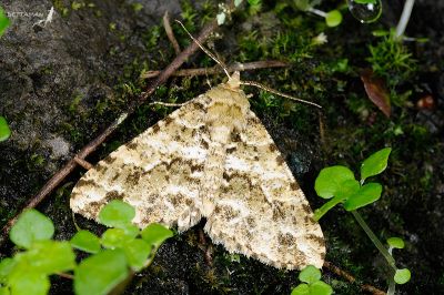 廈門星尺蛾 Arichanna marginata 雄蟲
