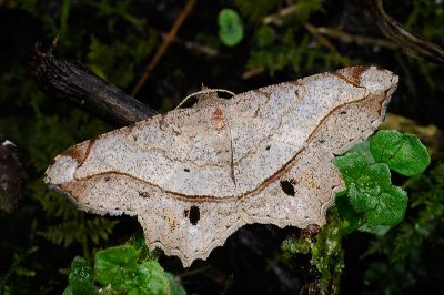 雙黑斑帶尾尺蛾 Chiasmia monticolaria notia 雄蟲