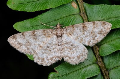 碎齒紋尺蛾 Protoboarmia amabilis 雌蟲