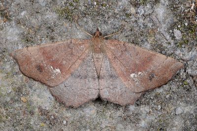 白點截角尺蛾 Xerodes contiguaria 雌蟲