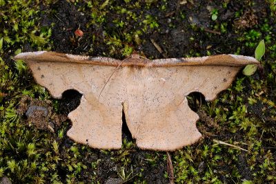 褐缺口尺蛾 Fascellina chromataria 雄蟲