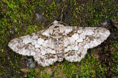 霜點突峰尺蛾 Biston marginata 雄蟲