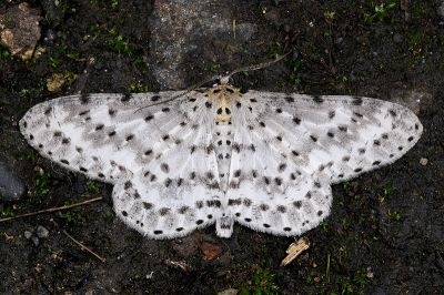 煙胡麻斑星尺蛾 Percnia suffusa 雄蟲