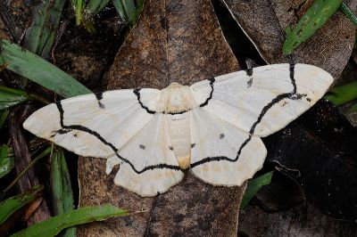 淡黃突峰尺蛾 Biston perclara 雌蟲