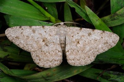 齒紋灰褐尺蛾 Hypomecis cineracea 雄蟲