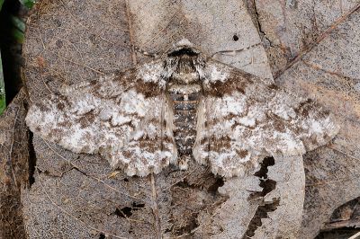 霜點突峰尺蛾 Biston marginata 雄蟲