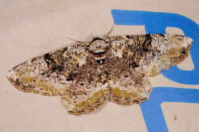 黑褐枯尺蛾 Blepharoctenucha virescens kawabei 雌蟲