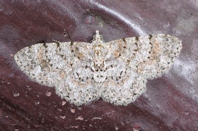 雙線歪紋小尺蛾 Aethalura duplicata 雌蟲