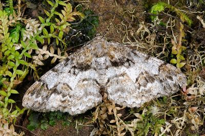 大霜尺蛾 Alcis admissaria undularia