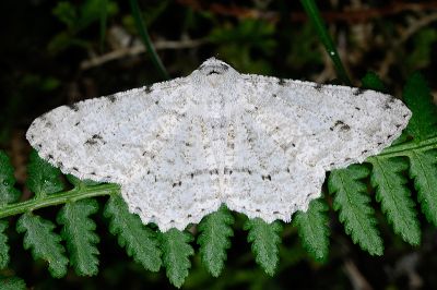 污雪尺蛾 Lassaba parvalbidaria parvalbidaria 雄蟲