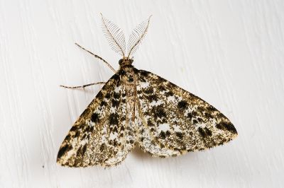 隱星尺蛾 Arichanna maculosa 雄蟲