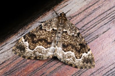 烏耳褐尺蛾 Scionomia sinuosa 雄蟲