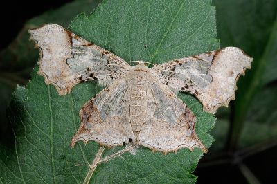 玻璃尺蛾 Krananda semihyalina 雌蟲