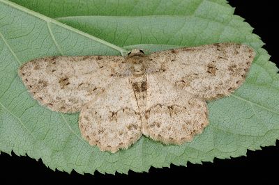 淡猗尺蛾 Ectropis bhurmitra 雄蟲