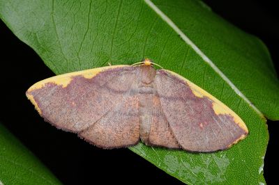 黃齒尺蛾 Nothomiza costalis 雌蟲