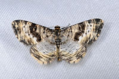 刮紋尺蛾 Monocerotesa virgata 雄蟲