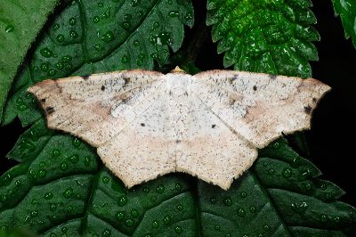 黑斑淡黃尺蛾 Pareclipsis umbrata 雌蟲