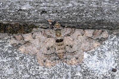 汙褐鋸尺蛾 Cleora alienaria 雌蟲
