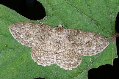 優猗尺蛾 Ectropis excellens 雄蟲