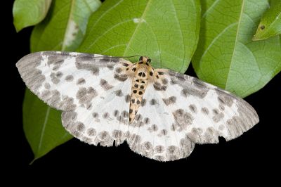 雙胡麻斑星尺蛾 Percnia luridaria nominoneura 雌蟲