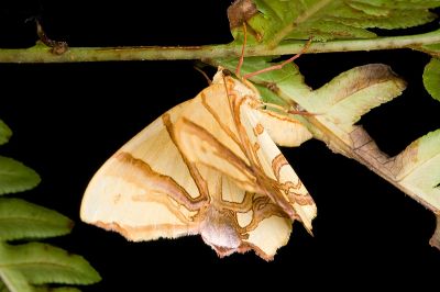 金黃歧帶尺蛾 Trotocraspeda divaricata 雌蟲